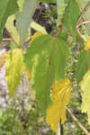 Swamp rosemallow